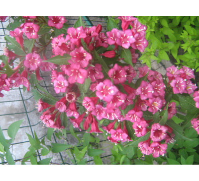 Вейгела гібридна Брістол Рубі (Weigela hybrida  "Bristol Rubi")